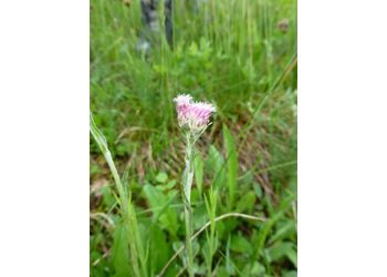 Gewöhnliches Katzenpfötchen (Antennaria dioica) - © Philipp Sengl